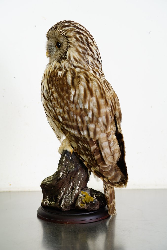 Ural Owl Taxidermy full body mount - Strix uralensis (with full EU Article 10, Commercial Use) - 54 cm - 25 cm - 20 cm - CITES Appendix II - Annex A in the EU #1.2