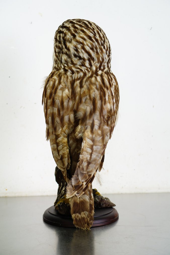 Ural Owl Taxidermy full body mount - Strix uralensis (with full EU Article 10, Commercial Use) - 54 cm - 25 cm - 20 cm - CITES Appendix II - Annex A in the EU #2.1