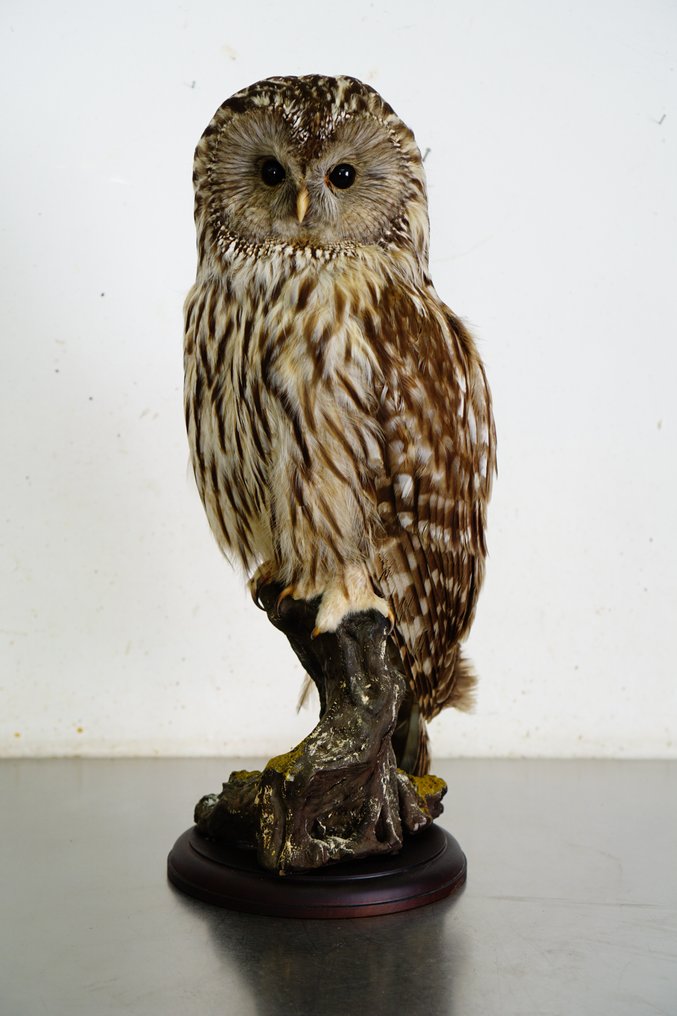 Ural Owl Taxidermy full body mount - Strix uralensis (with full EU Article 10, Commercial Use) - 54 cm - 25 cm - 20 cm - CITES Appendix II - Annex A in the EU #1.1