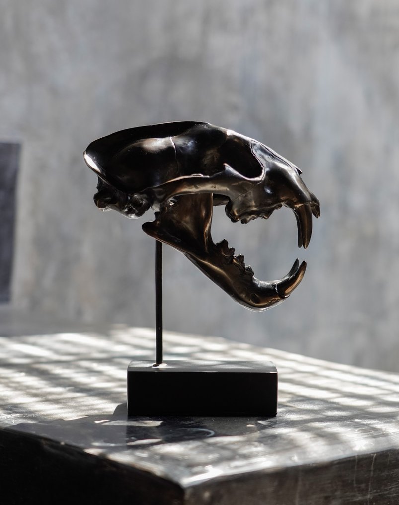 Skulptur, NO RESERVE PRICE - Brown Snow Leopard Skull on a stand - Bronze interior design statue - 19.5 cm - Bronze #1.1