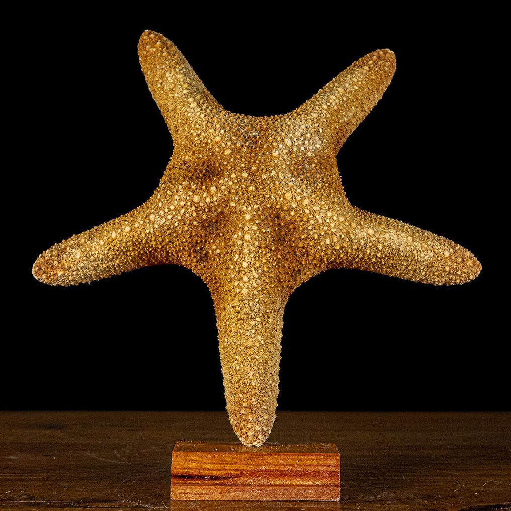Belle étoile de mer Asterias Rubens sur le stand- 261.38 g #2.1