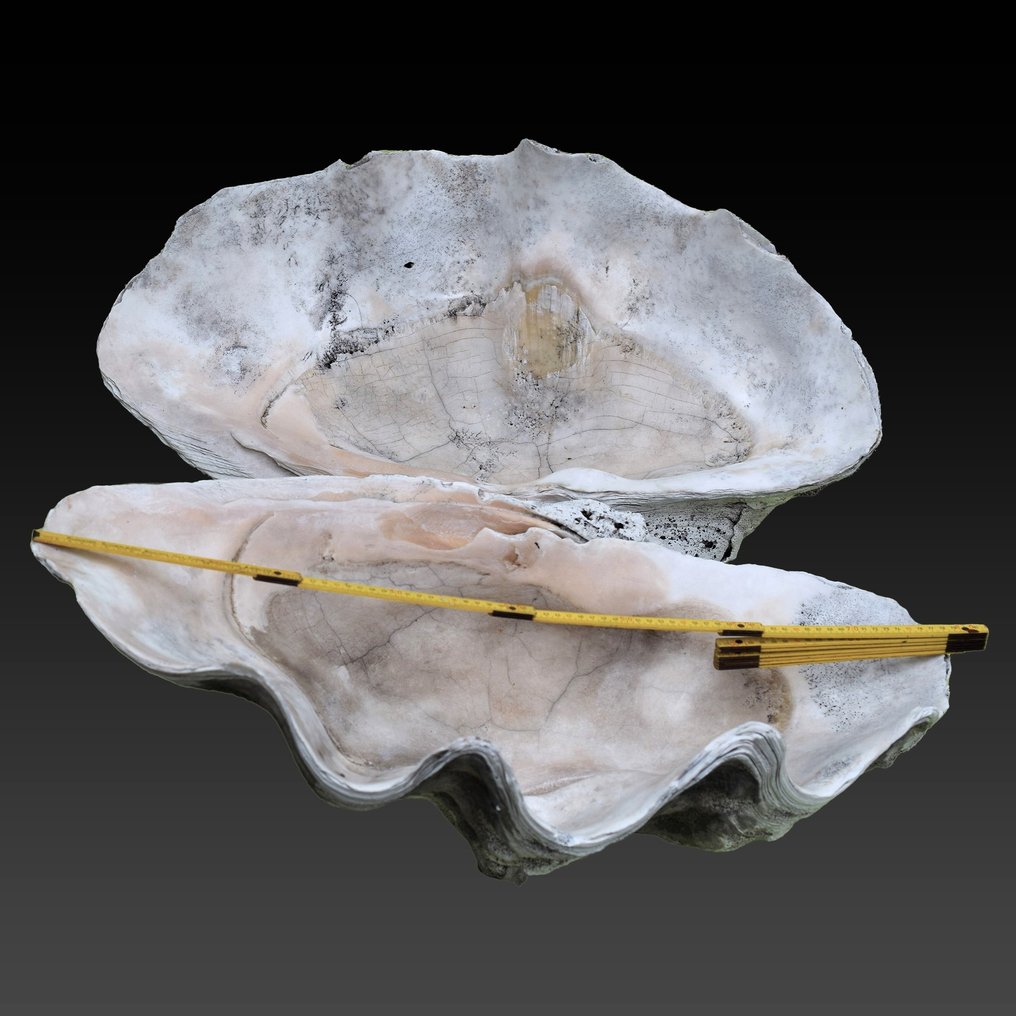 conchiglia preziosa e grande - fossile con conservazione della conchiglia in madreperla - Guscio fossilizzato - Tridacna gigantea - 78 cm - 50 cm #1.1