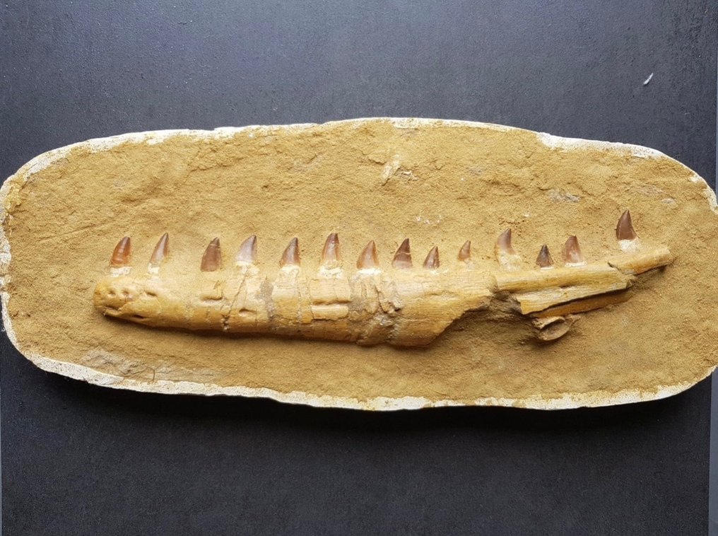 Reptil marino - Mandíbula fosilizada - Mosasaurus sp. - 59 cm - 23 cm #1.1