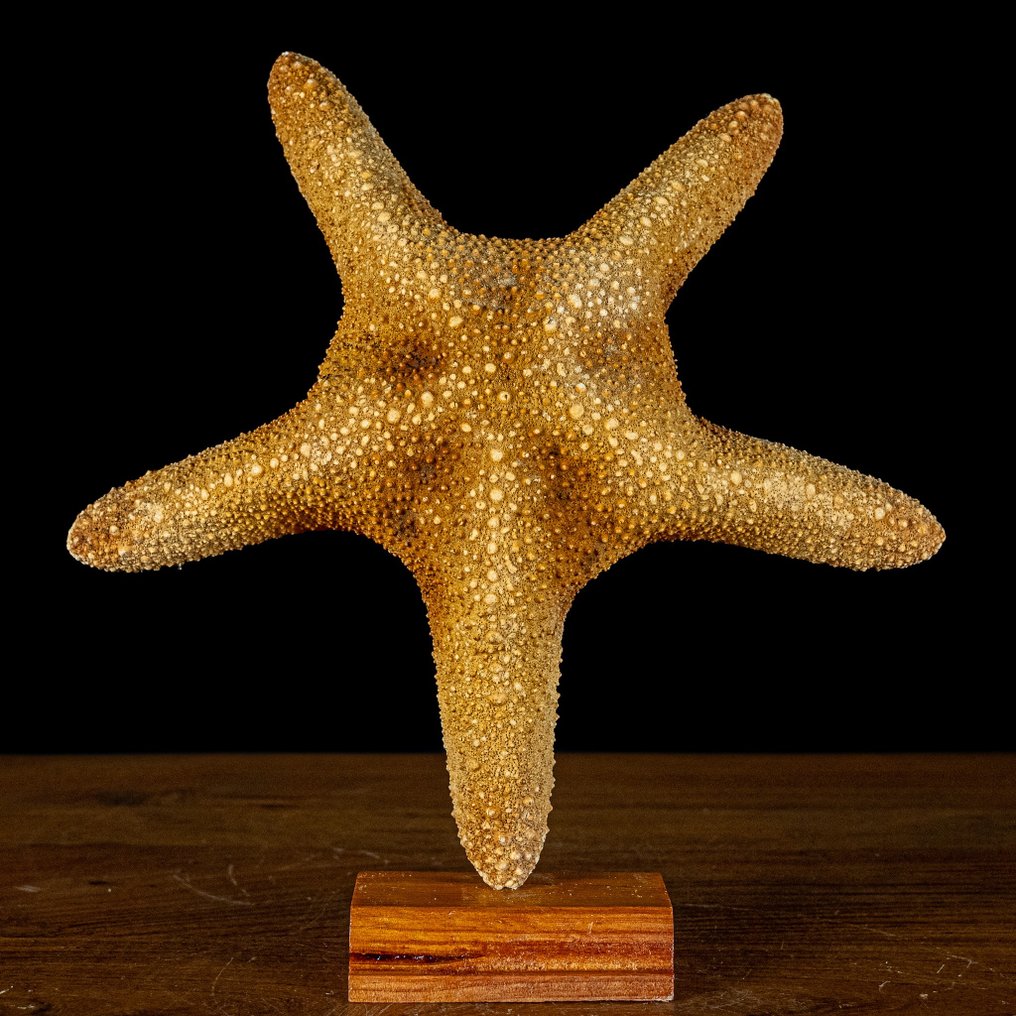 Vakker sjøstjerne Asterias Rubens på stativ- 261.38 g #1.1