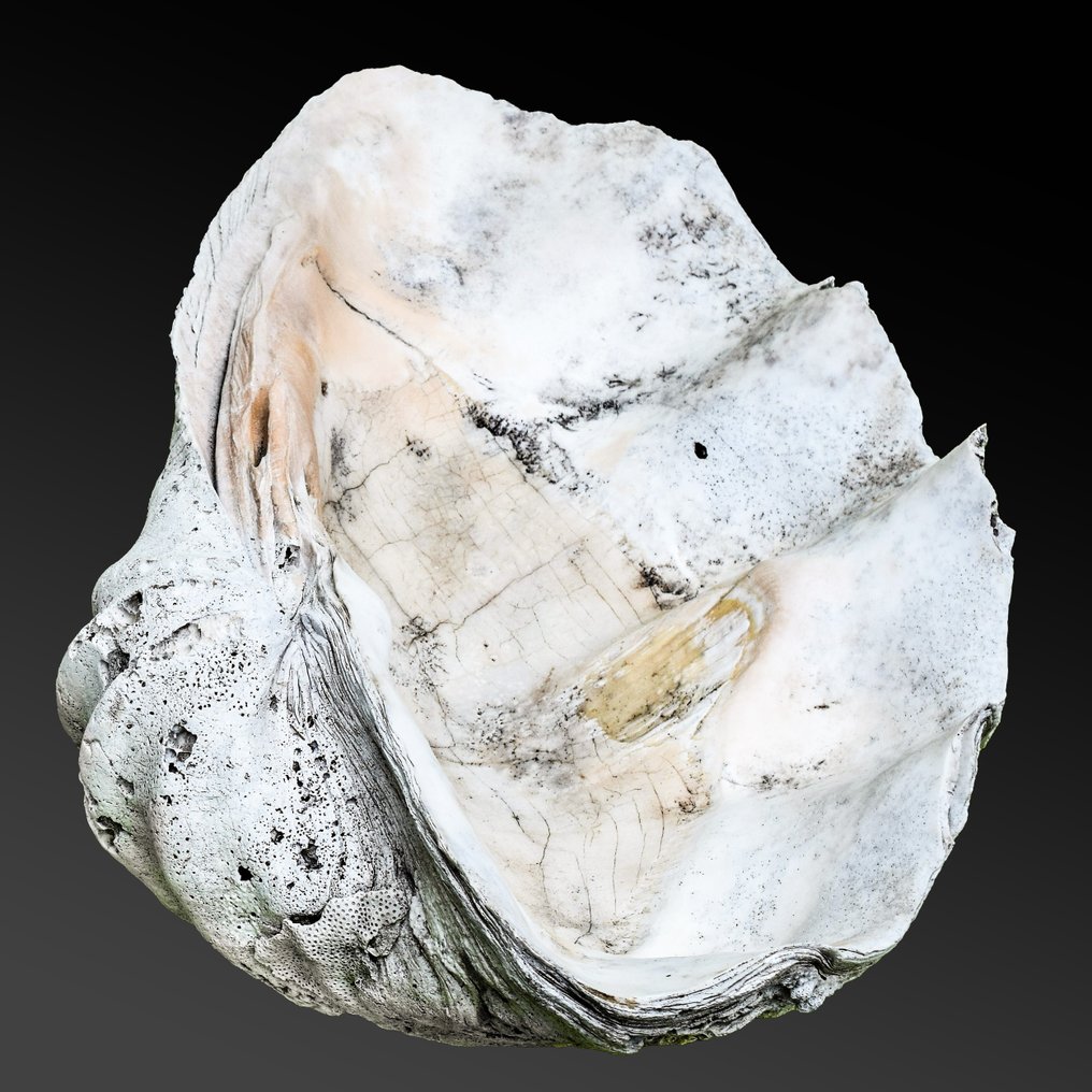 værdifuld & stor skal - fossil med bevaring af perlemorskal - Forstenet skal - Tridacna gigantea - 78 cm - 50 cm #2.1