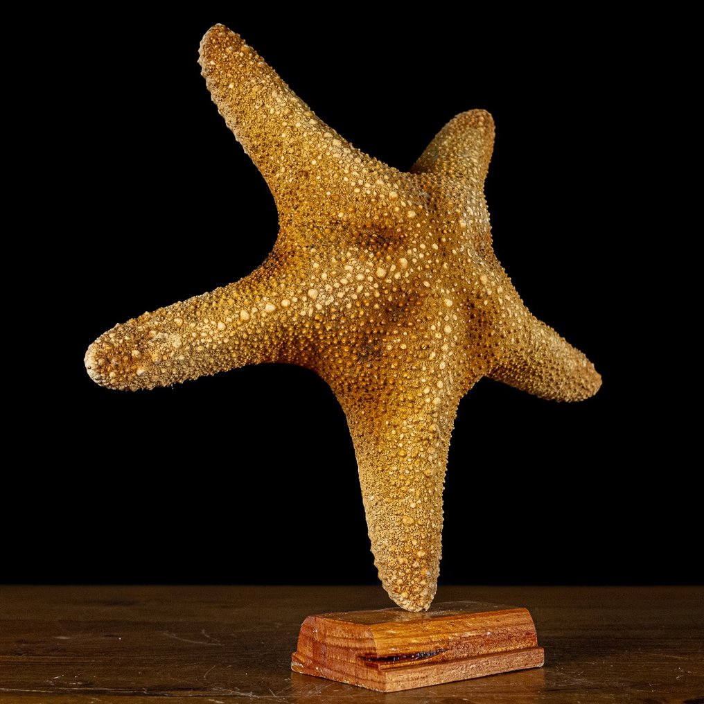 Vakker sjøstjerne Asterias Rubens på stativ- 261.38 g #1.2