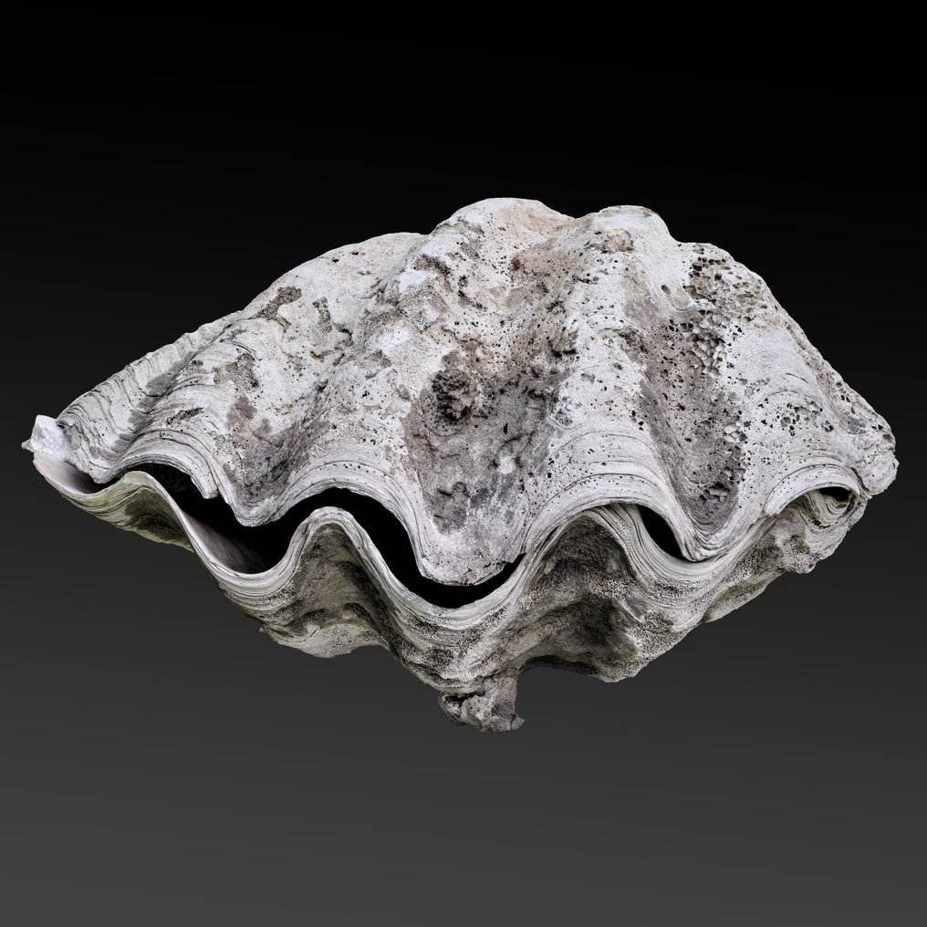 conchiglia preziosa e grande - fossile con conservazione della conchiglia in madreperla - Guscio fossilizzato - Tridacna gigantea - 78 cm - 50 cm #1.2