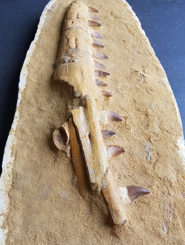 Reptilă marină - Maxilar fosilizat - Mosasaurus sp. - 59 cm - 23 cm #2.2