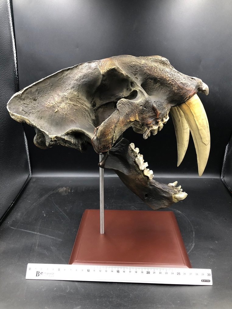 Kopia - Fossil matris - Smilodon - 28 cm - 23 cm #1.2