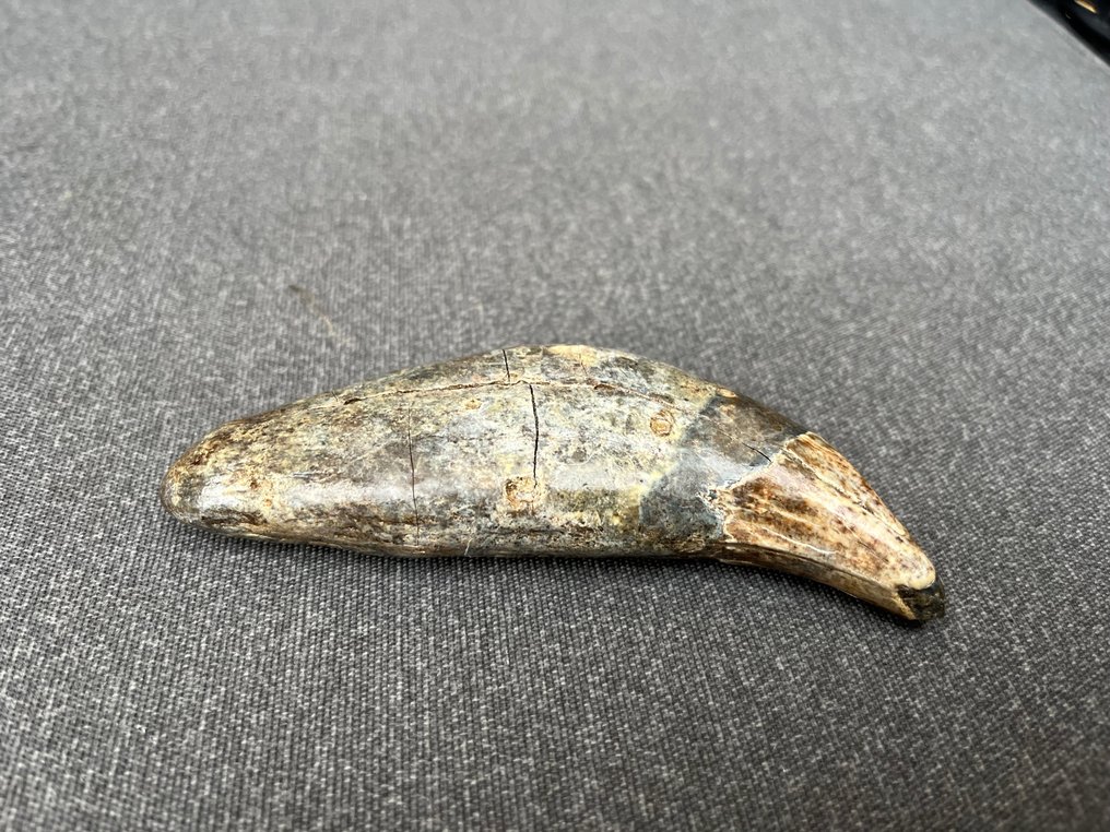 Cave Bear - Fossil tooth - Ursus spelaeus - 2.8 cm - 4 cm #2.1