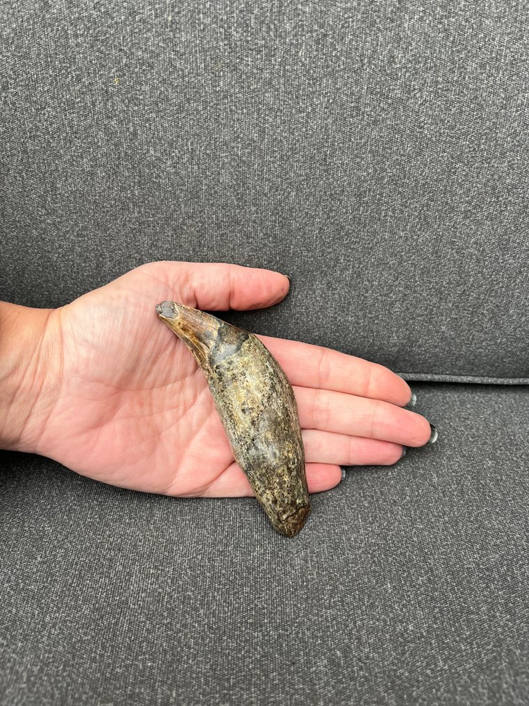 Cave Bear - Fossil tooth - Ursus spelaeus - 2.8 cm - 4 cm #1.2