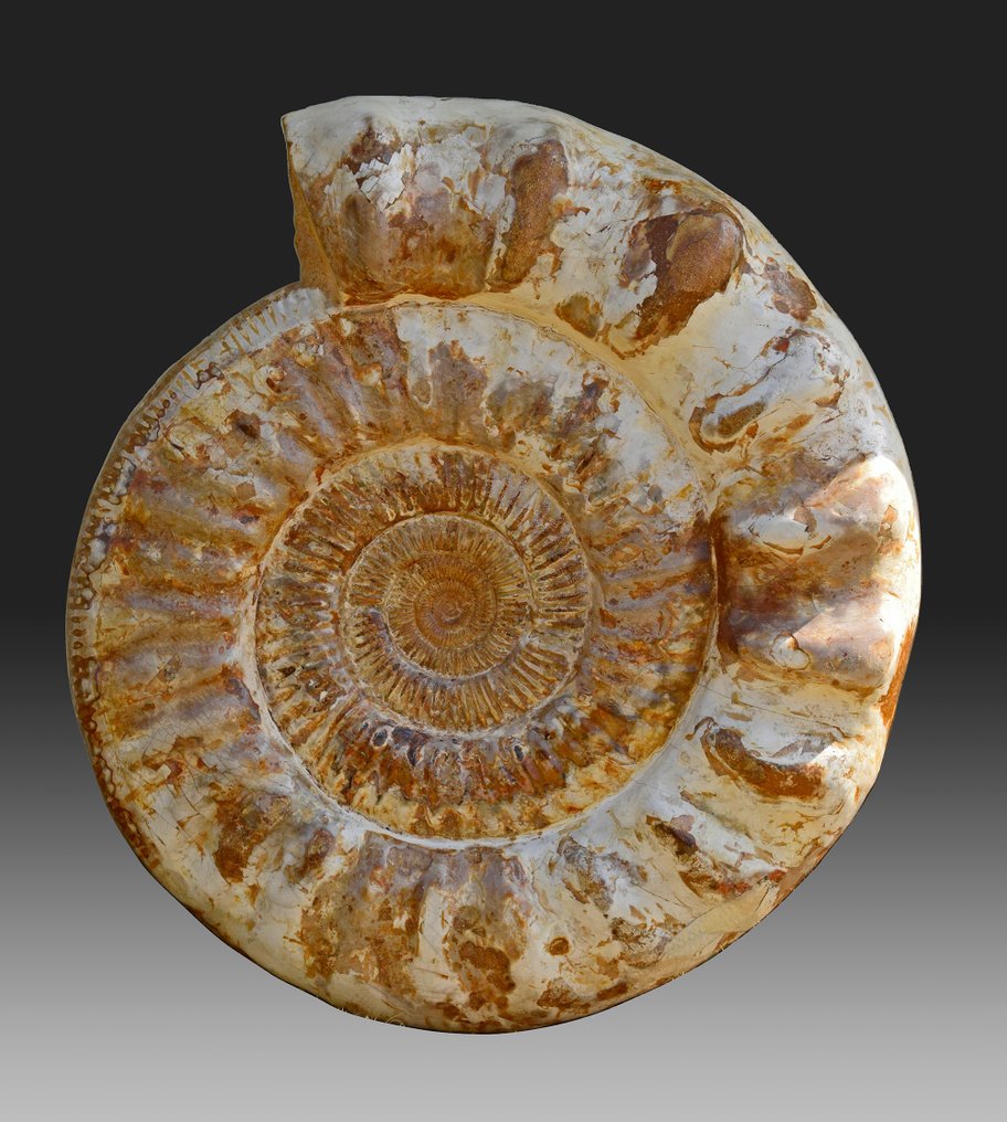 Ammonite - Fosszilizálódott kagyló - Prososphinctes sp. #1.0