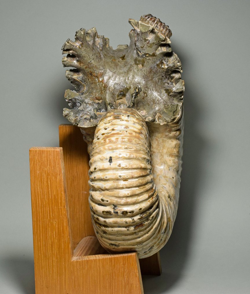 斑彩螺 - 动物化石 - Douvilleiceras mammillatum - 25 cm #2.1