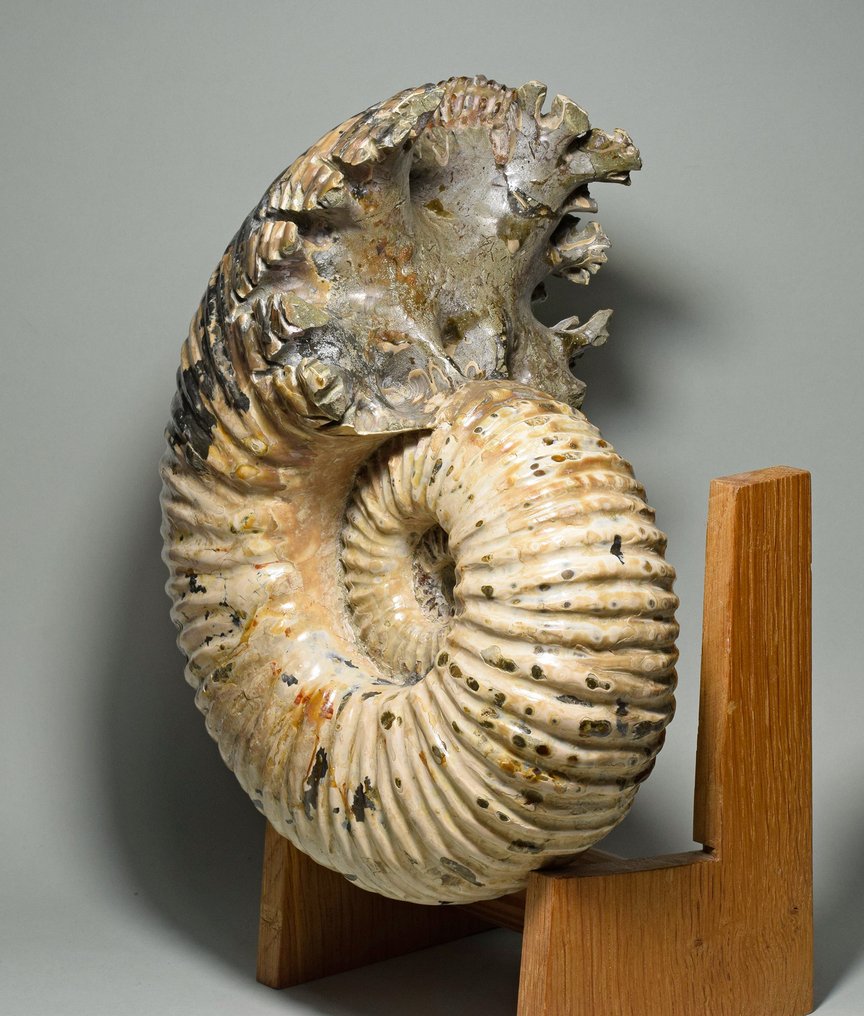 斑彩螺 - 动物化石 - Douvilleiceras mammillatum - 25 cm #1.2