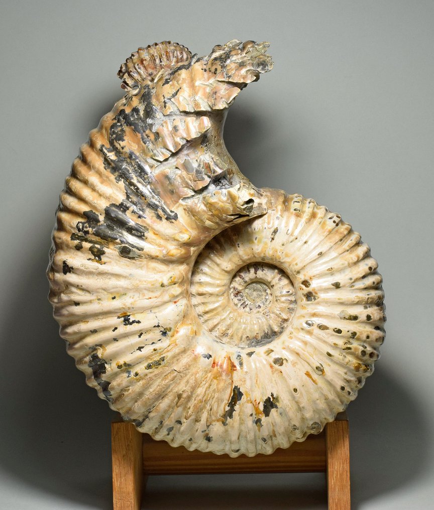 斑彩螺 - 动物化石 - Douvilleiceras mammillatum - 25 cm #1.1