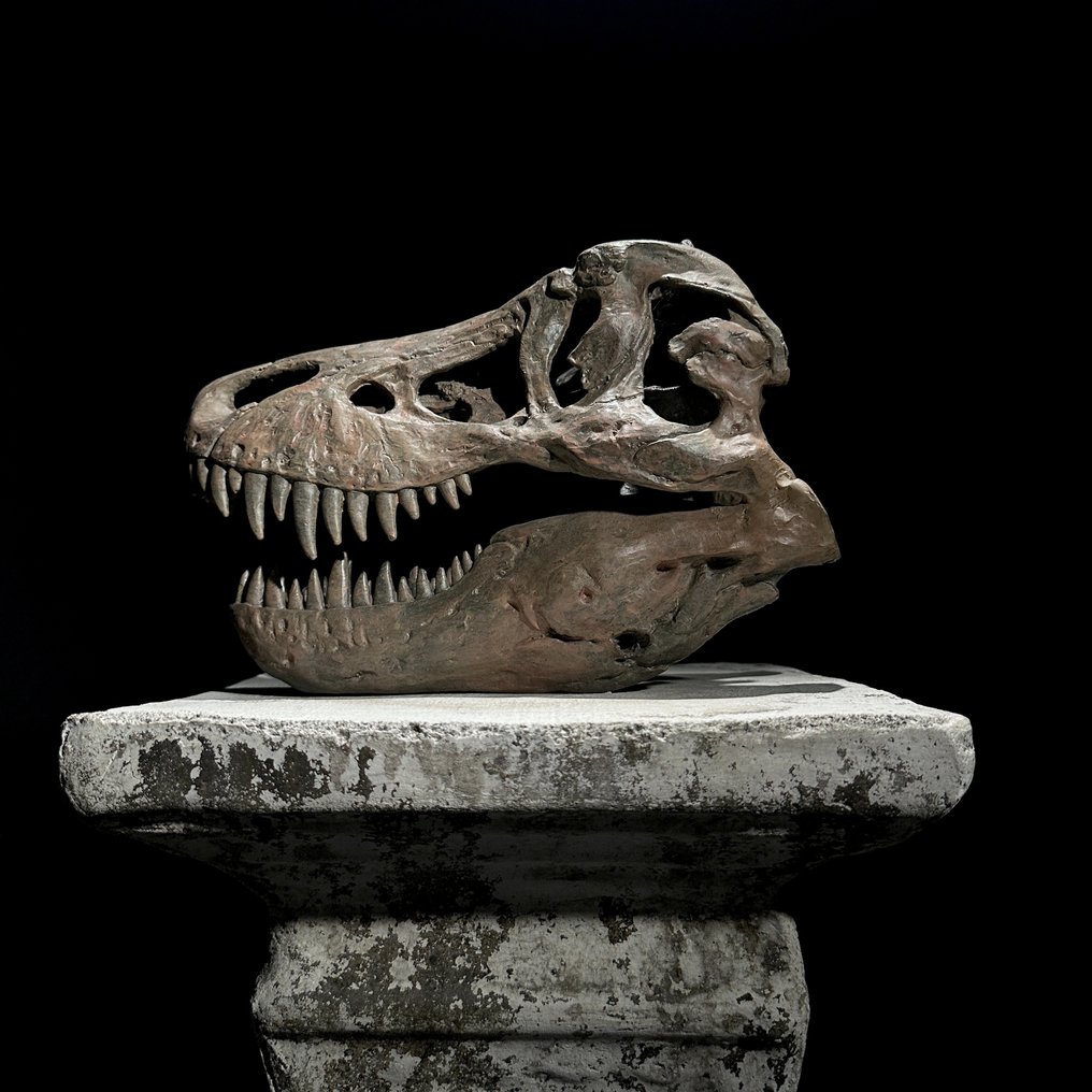 Nessun prezzo di riserva - Replica di un cranio di dinosauro - Qualità museale - Colore marrone - Supporto replica tassidermia - Tyrannosaurus rex - 19 cm - 13 cm - 26 cm - 1 #2.1