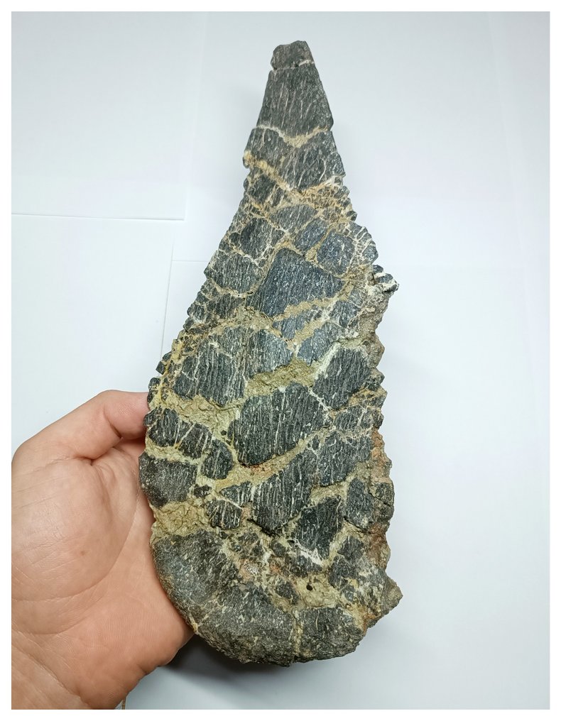 Grau de museu Único Adratiklit boulahfa Placa dorsal do dinossauro estegossauro mais antigo - El - Osso fóssil #1.1