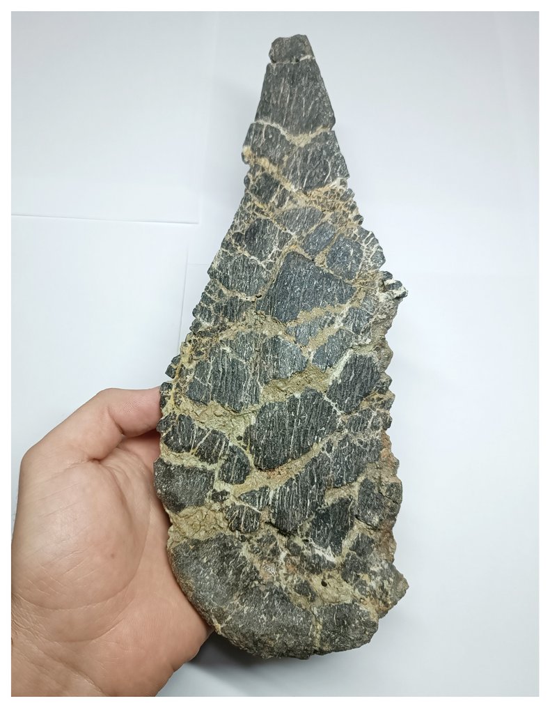 Museumsklasse Unik Adratiklit boulahfa Ældste Stegosaurian Dinosaur Rygplade - El Mers Fm - Fossil knogle #1.2