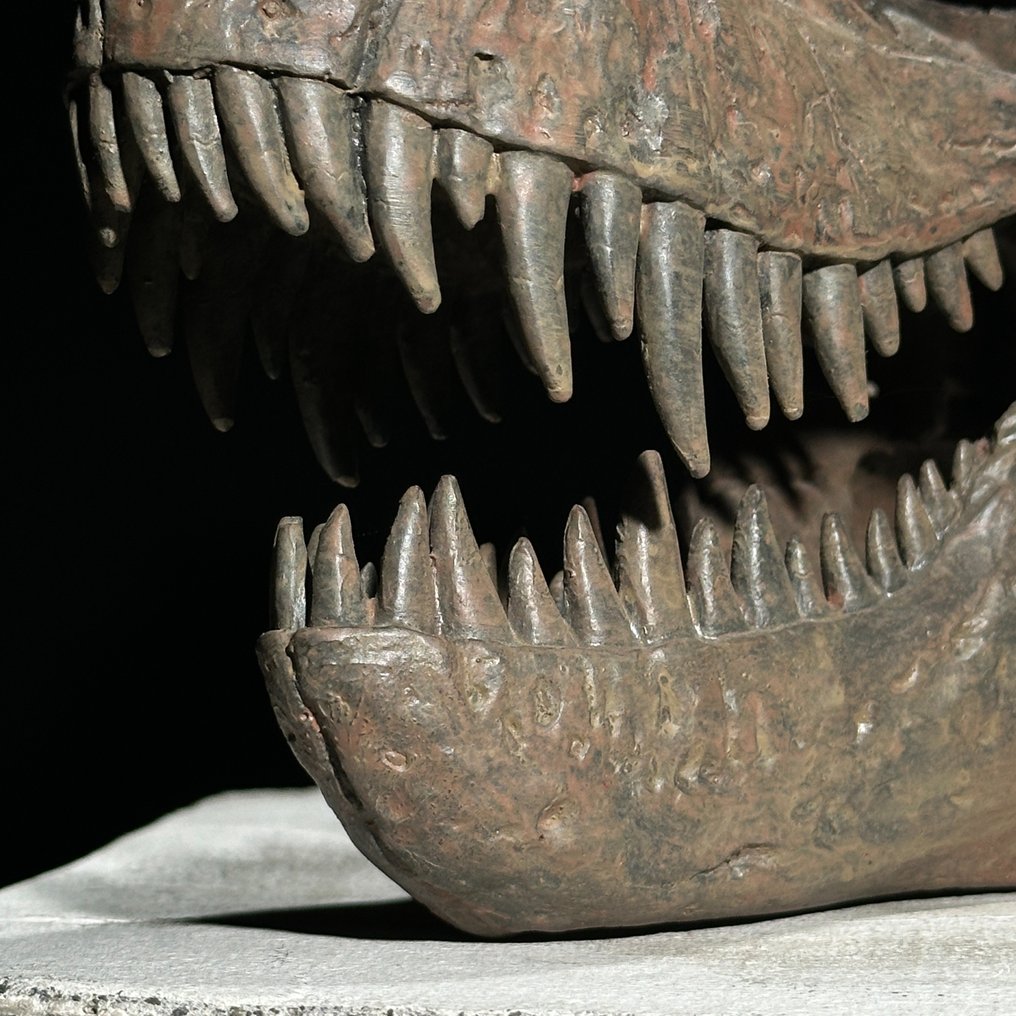 Nessun prezzo di riserva - Replica di un cranio di dinosauro - Qualità museale - Colore marrone - Supporto replica tassidermia - Tyrannosaurus rex - 19 cm - 13 cm - 26 cm - 1 #4.3