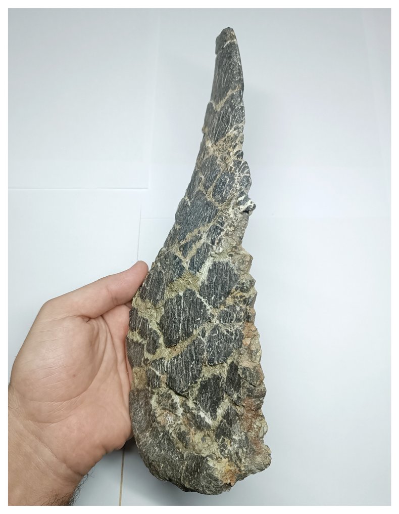 Museumsklasse Unik Adratiklit boulahfa Ældste Stegosaurian Dinosaur Rygplade - El Mers Fm - Fossil knogle #2.1