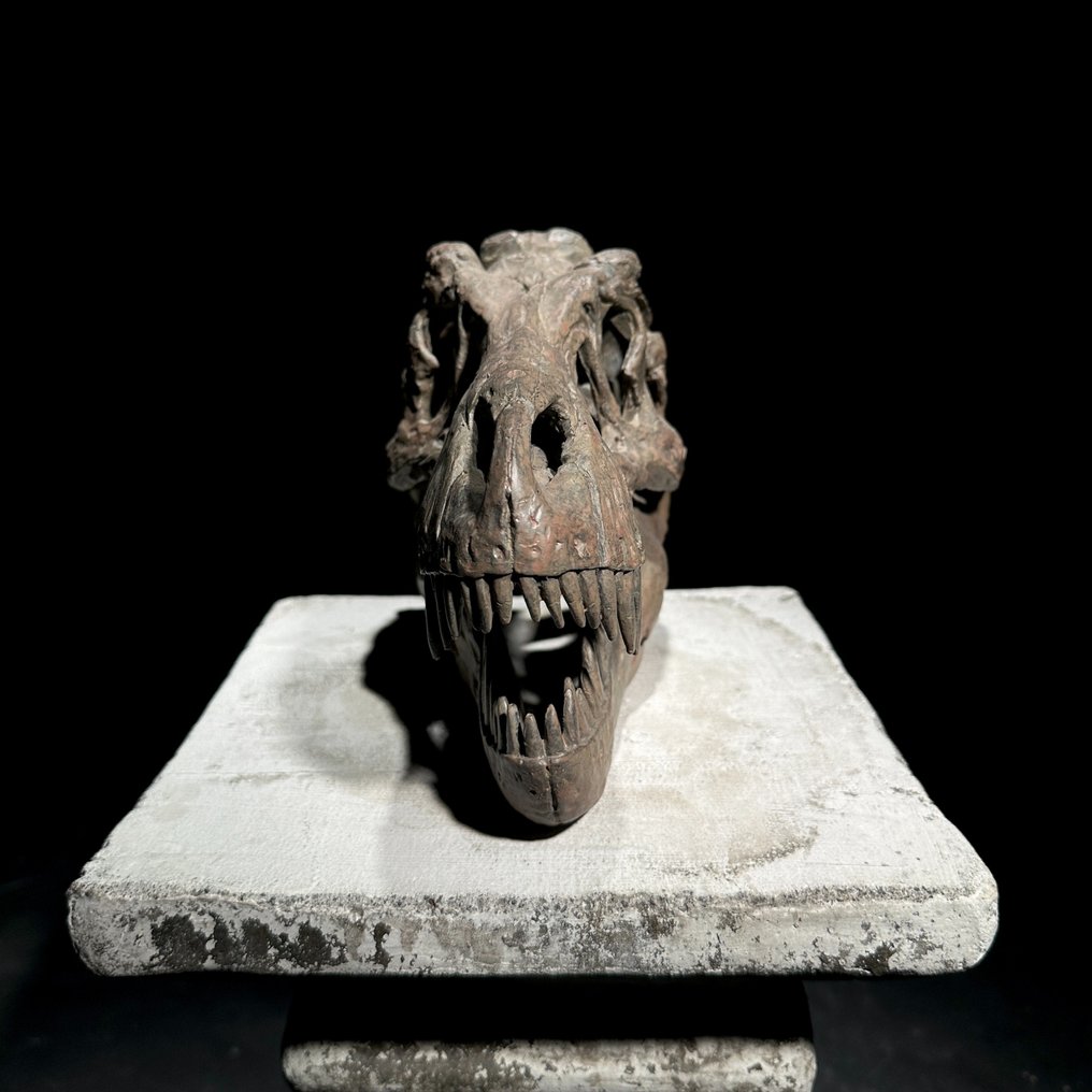 Nessun prezzo di riserva - Replica di un cranio di dinosauro - Qualità museale - Colore marrone - Supporto replica tassidermia - Tyrannosaurus rex - 19 cm - 13 cm - 26 cm - 1 #1.0