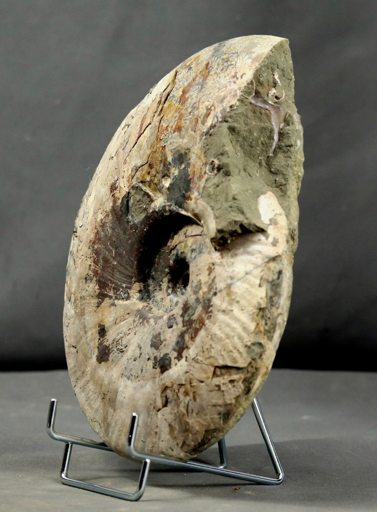 Ammonite fine avec les deux faces nettoyées - Animal fossilisé - Cleoniceras besairiei - 22.5 cm #3.1