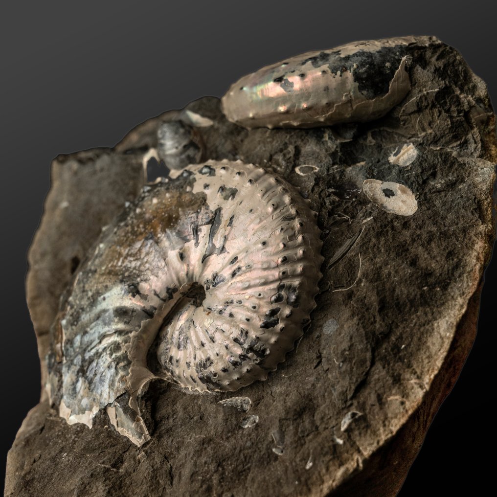 sensationelle perlmutterne Ammoniten auf Matrix - Fossil-Matrix - Jeletzkytes nebrascensis - 14.35 cm - 11.94 cm #2.1