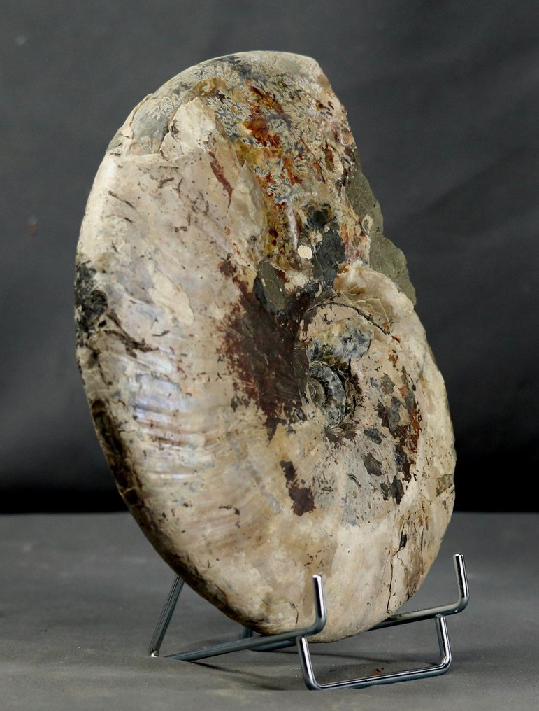 Ammonite fine avec les deux faces nettoyées - Animal fossilisé - Cleoniceras besairiei - 22.5 cm #3.2