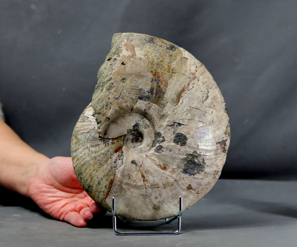 Ammonite fine avec les deux faces nettoyées - Animal fossilisé - Cleoniceras besairiei - 22.5 cm #1.1