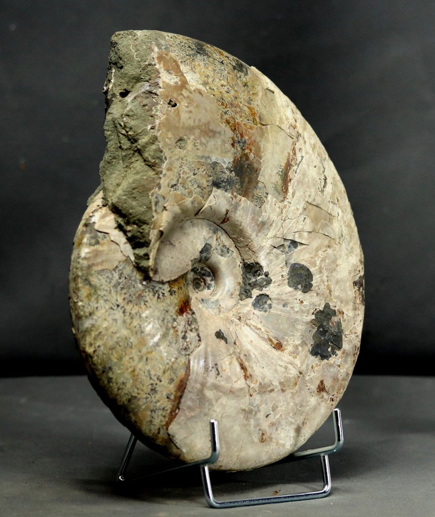Ammonite fine avec les deux faces nettoyées - Animal fossilisé - Cleoniceras besairiei - 22.5 cm #2.1