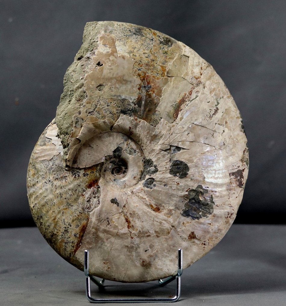 Ammonite fine avec les deux faces nettoyées - Animal fossilisé - Cleoniceras besairiei - 22.5 cm #2.2