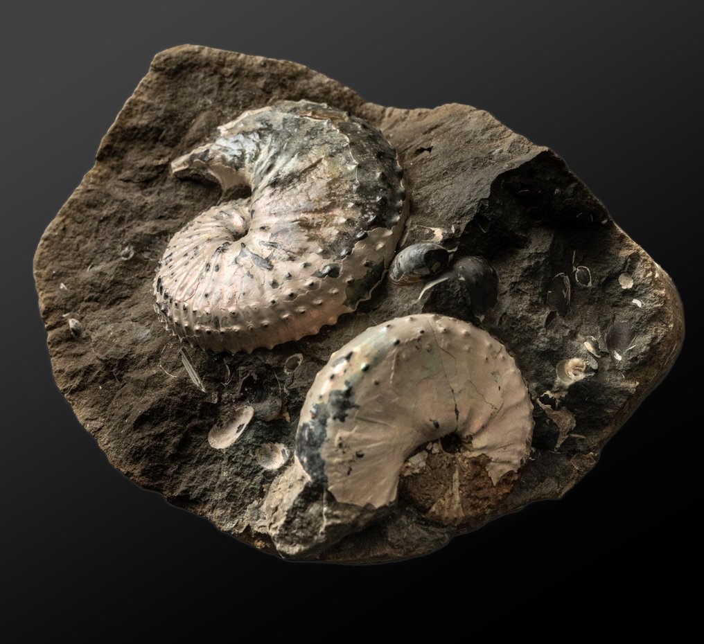 sensational mother-of-pearl ammonites on matrix - Fossil matrix - Jeletzkytes nebrascensis - 14.35 cm - 11.94 cm #1.1