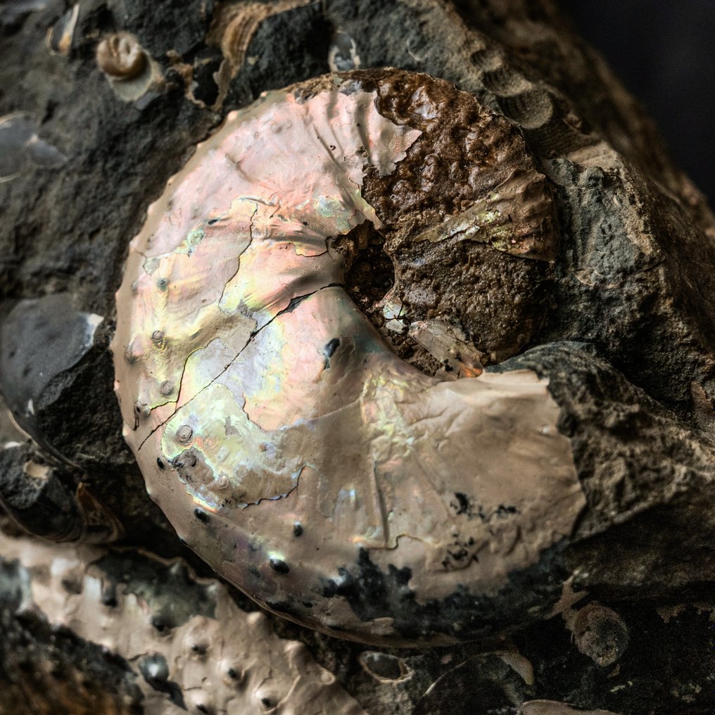 sensational mother-of-pearl ammonites on matrix - Fossil matrix - Jeletzkytes nebrascensis - 14.35 cm - 11.94 cm #1.2