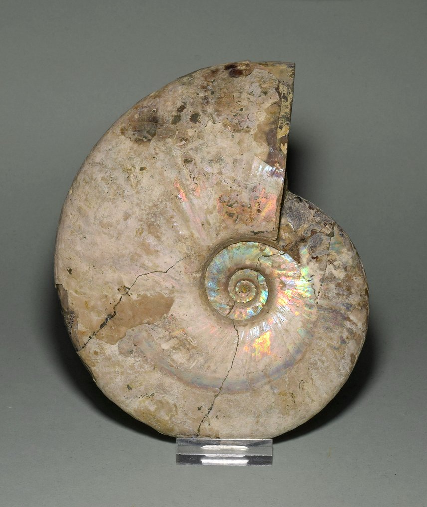 斑彩螺 - 贝壳化石 - Aioloceras (Cleoniceras) besairiei - 16.4 cm #1.2