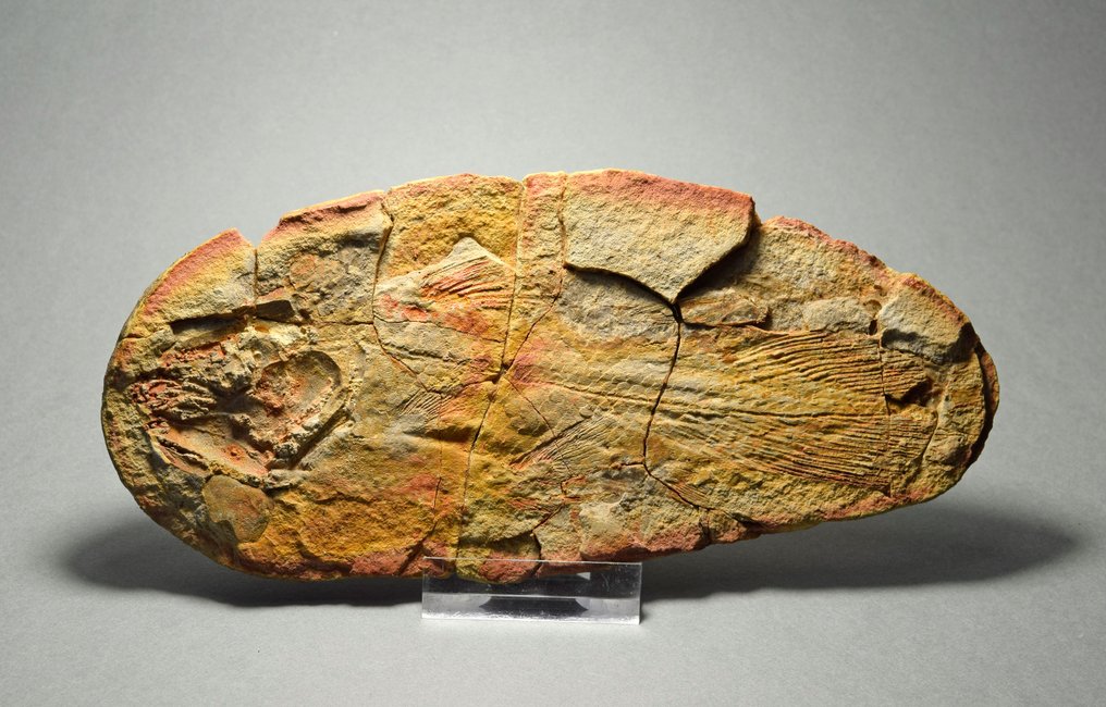 鱼 - 动物化石 - Whiteia woodwardi - 15.8 cm #1.1