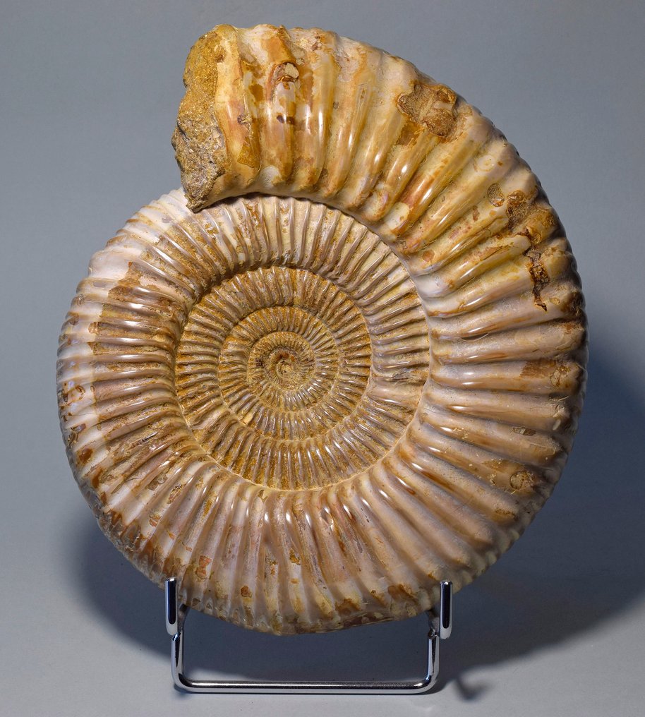 Ammonite - Απολιθωμένο ζώο - Kranaosphinctes sp. - 19.4 cm #1.0