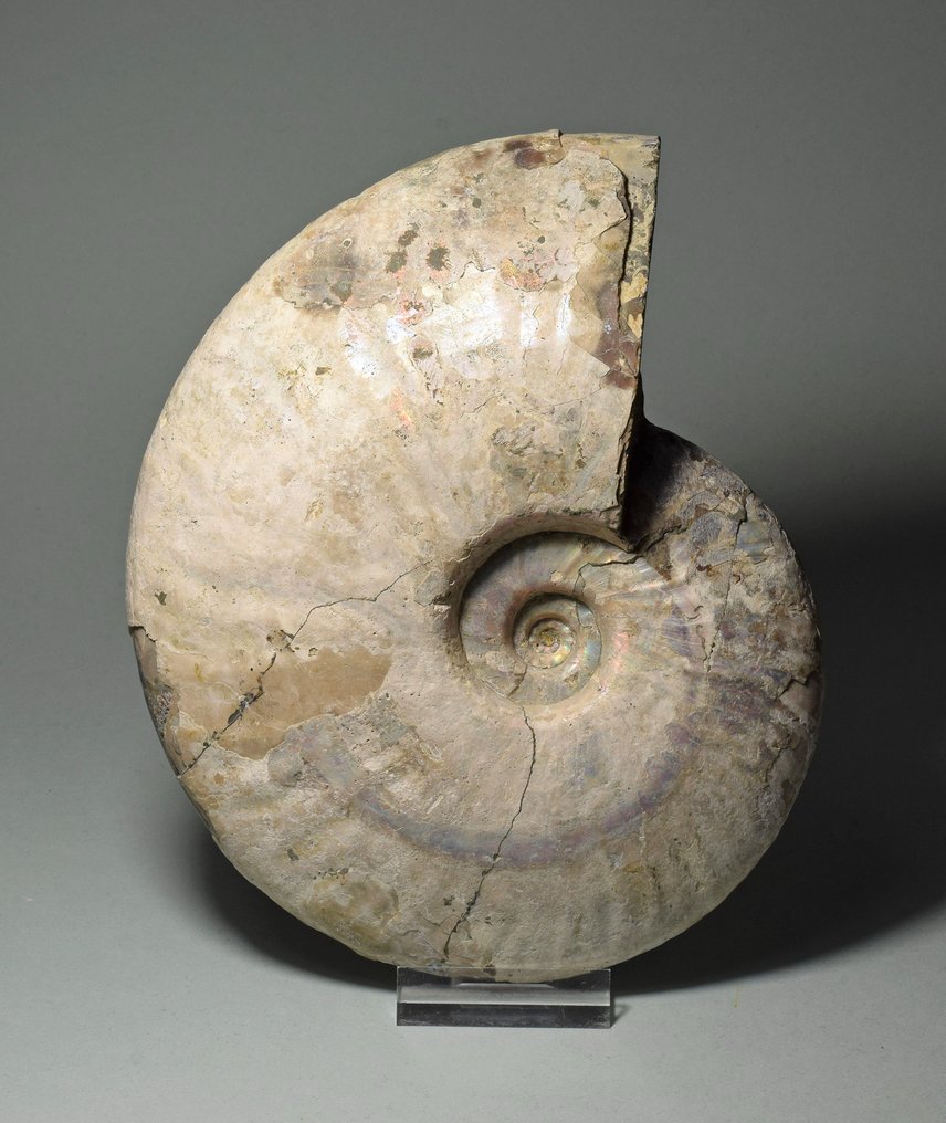 斑彩螺 - 贝壳化石 - Aioloceras (Cleoniceras) besairiei - 16.4 cm #1.1