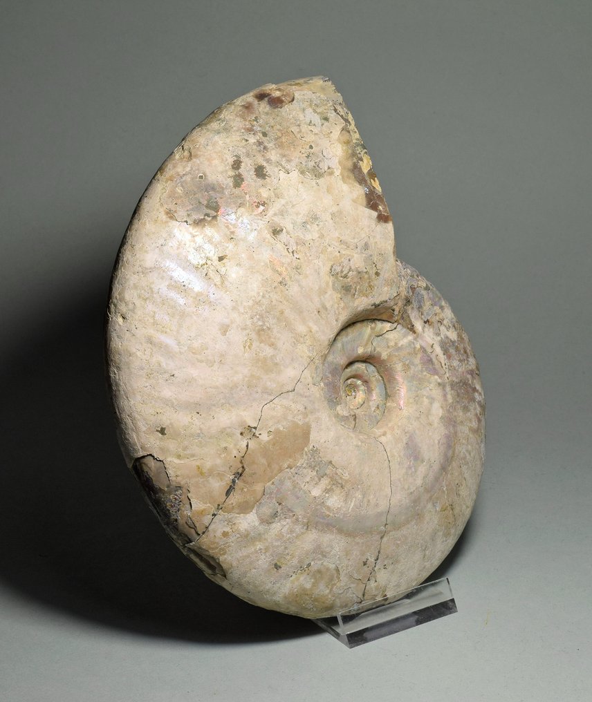 斑彩螺 - 贝壳化石 - Aioloceras (Cleoniceras) besairiei - 16.4 cm #2.1