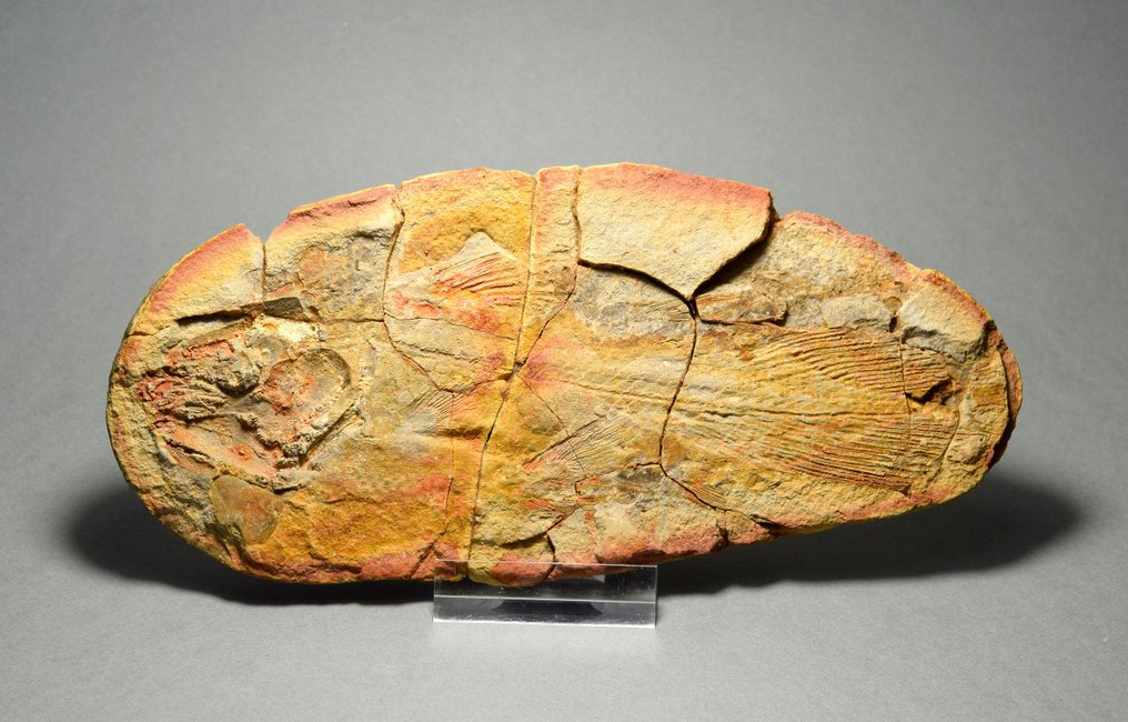 鱼 - 动物化石 - Whiteia woodwardi - 15.8 cm #3.1