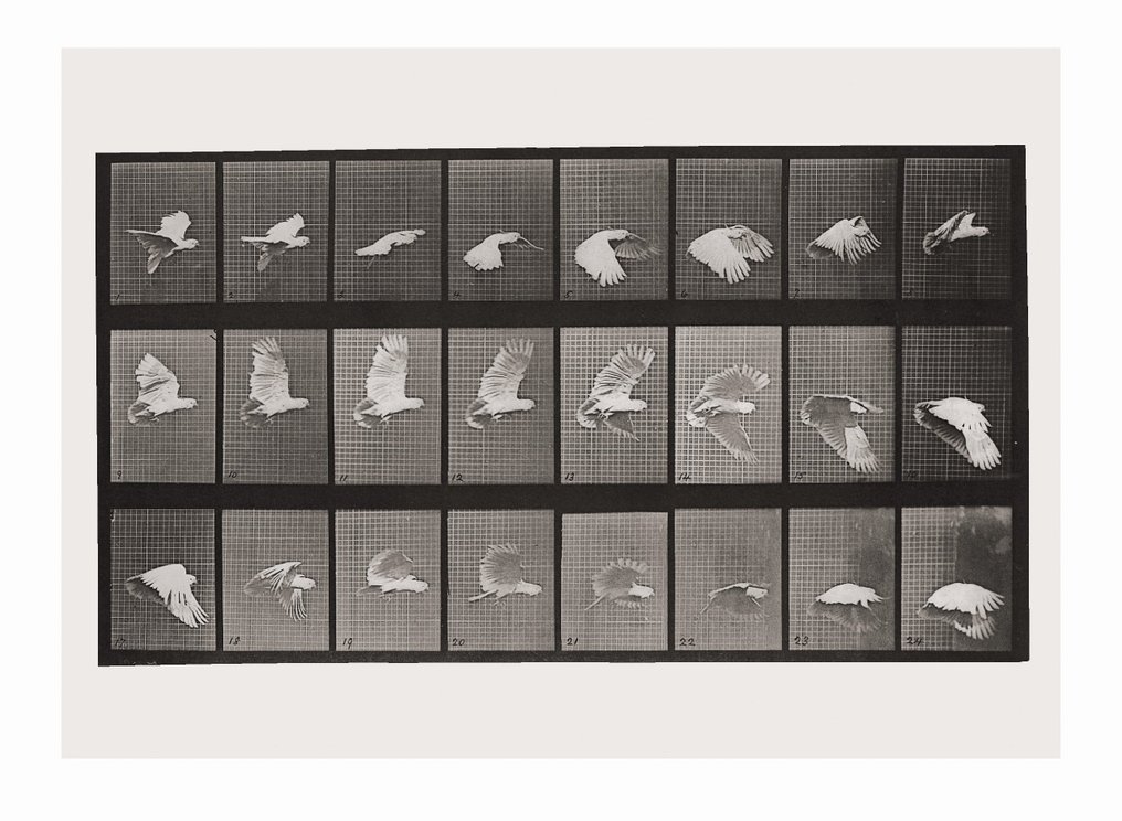 Muybridge, Eadweard - The Human and Animal Locomotion Photographs XXL (the big edition) - 2010 #3.2
