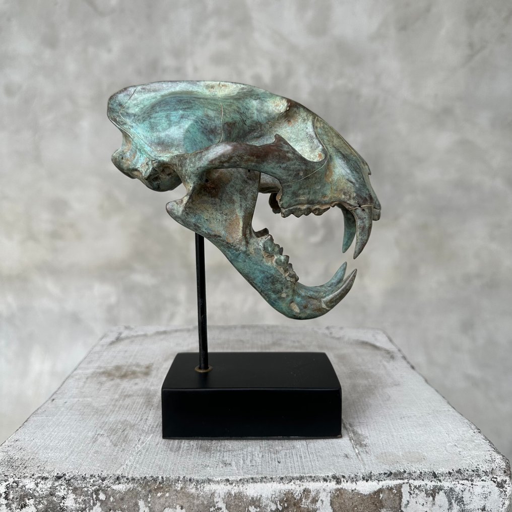 Skulptur, NO RESERVE PRICE - Patinated bronze Snow Leopard - 19.5 cm - Bronze #2.1