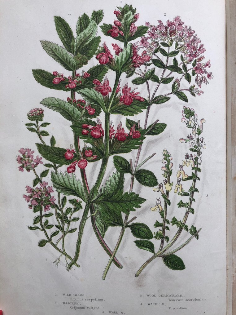 Anne Pratt - The Flowering Plants, Grasses, Sedges, and Ferns of Great Britain Volume 4 [53 coloured plates] - 1873 #3.2