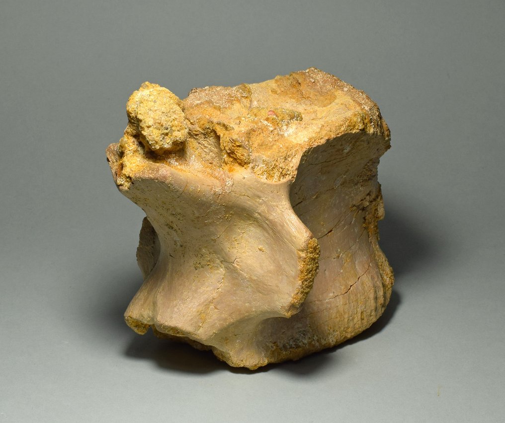 Carcharodontosaur - Απολιθωμένο σπονδυλικό οστό - Carcharodontosaurus saharicus #1.0