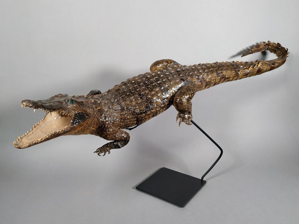 Nilkrokodil Taxidermie-Ganzkörpermontage - Crocodylus niloticus - 42.5 cm - 86.5 cm - 29 cm - CITES Anhang II - Anlage B in der EU #2.2