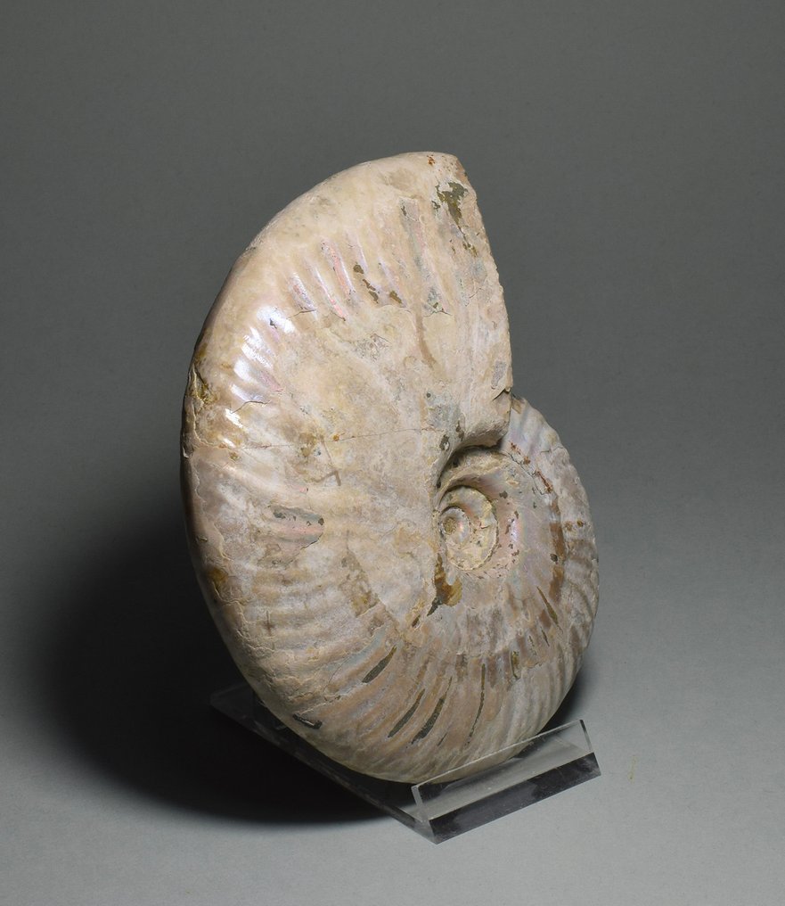 Ammonoid - Fossiliserat djur - Aioloceras besairiei - 11.8 cm #2.1