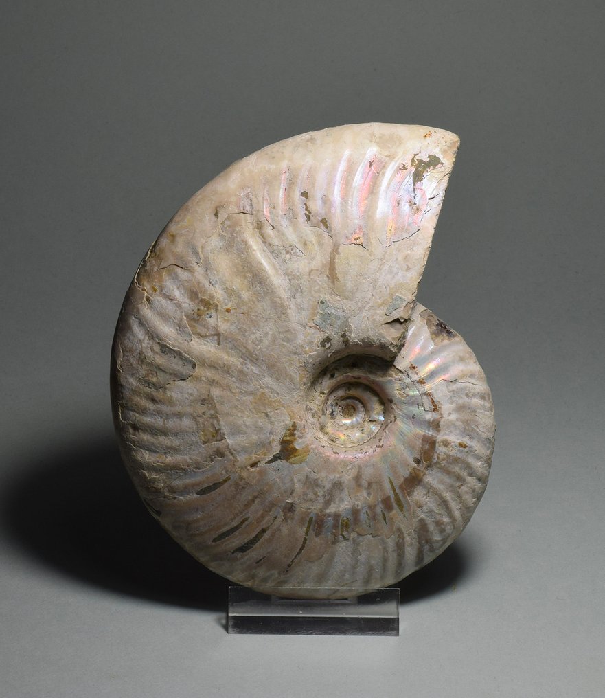 Ammonoid - Fossiliserat djur - Aioloceras besairiei - 11.8 cm #1.1