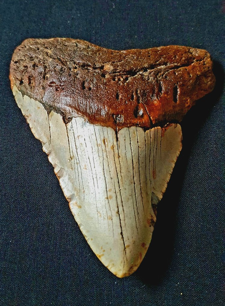 巨齿鲨 - 牙齿化石 - 126 mm - 103 mm #1.1