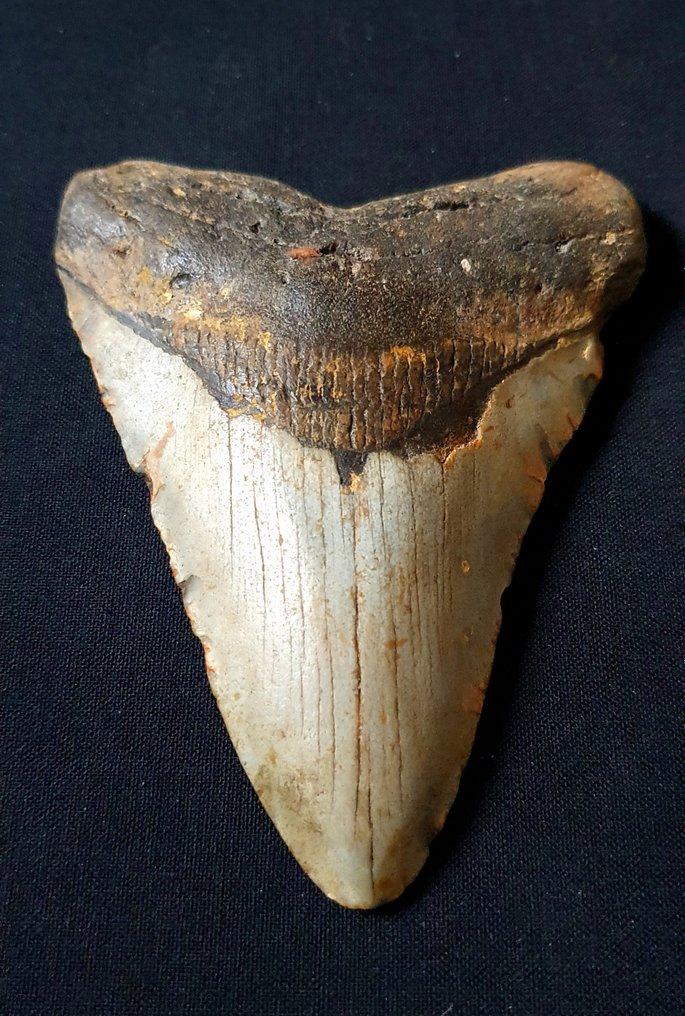 巨齿鲨 - 牙齿化石 - 114 mm - 84 mm #1.1