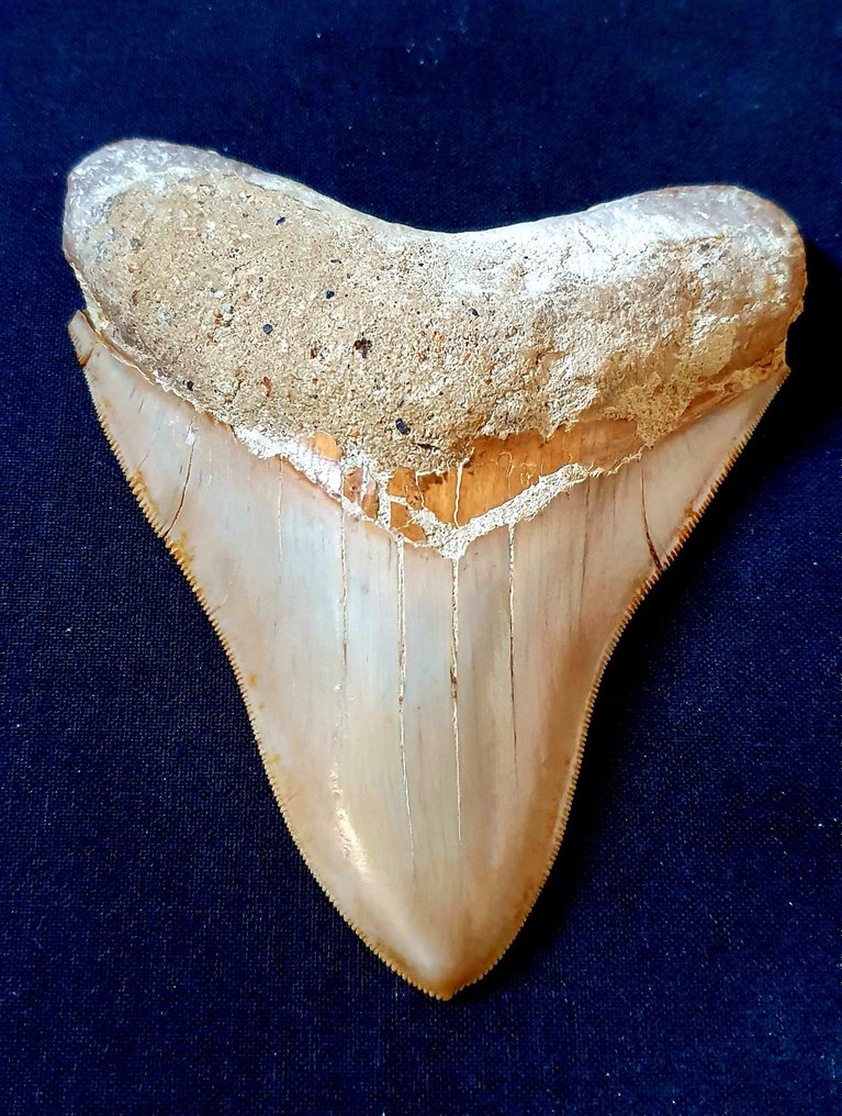 巨牙鯊 - 牙齒化石 - 118 mm - 96 mm #1.1