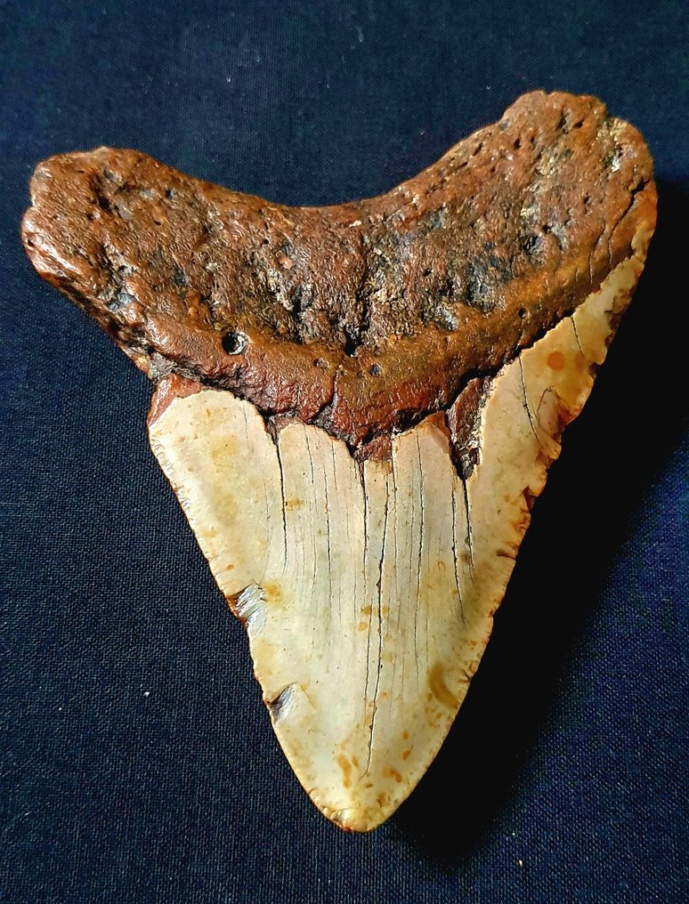 巨齿鲨 - 牙齿化石 - 126 mm - 103 mm #2.1